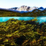 What Is Organic Seaweed: 7 Proven Reasons It’s the Sustainable Superpower Your Pet Deserves