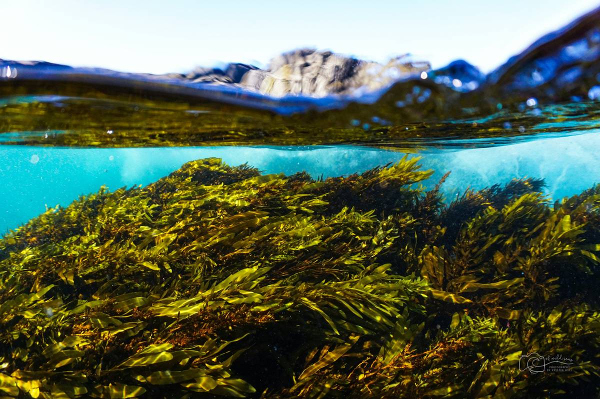What Is Organic Seaweed: 7 Proven Reasons It’s the Sustainable Superpower Your Pet Deserves